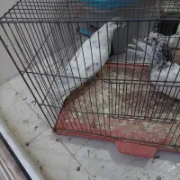 ۳عدد کفتر گرفتنی خوب|پرنده|قم, وادی السلام|دیوار