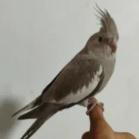 جوجه عروس هلندی ماده دارچینی