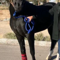 اسب.اسب عرب.اسب مشکی