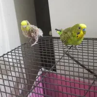 مرغ عشق نر.ماده|پرنده|خوی, |دیوار