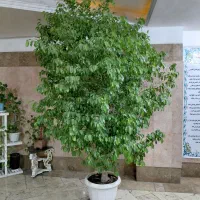 بنجامین ۲۰ ساله ۳ متری