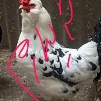 مرغ گلین ریشو هیکلی