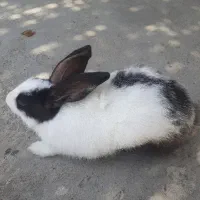 خرگوش