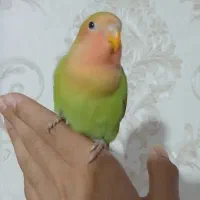 طوطی بریزیلی