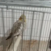 جوجه عروس هلندی ماده فوق‌العاده باهوش و بازیگوش