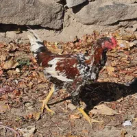 جوجه دورگه|حیوانات مزرعه|اردبیل, |دیوار