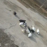 کبوتر . ارزان|پرنده|کشاورز, |دیوار