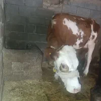 گاو سیمیتال|حیوانات مزرعه|دره شهر, |دیوار