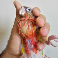 ۳عدد جوجه طوطی گرینچیک رد فاکتور