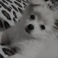سگ گمشده