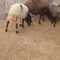 میش بره افشار جوان|حیوانات مزرعه|بروجرد, |دیوار