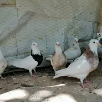 جوجه طوقی|پرنده|سمیرم, |دیوار