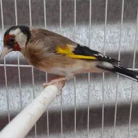 قناری سهره چهار گل جوجه قفسی مست|پرنده|مشهد, امیر آباد|دیوار