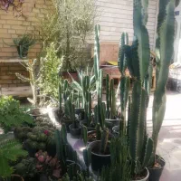 گلهای خانگی|گل و گیاه طبیعی|شیراز, مسلم|دیوار