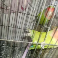 یک جفت برزیلی سبز|پرنده|الوند, |دیوار