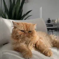 واگذاری گربه پرشین گارفیلدی نر فورری
