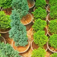 حراج نهال کرج درختچه شمال|گل و گیاه طبیعی|ازنا, |دیوار