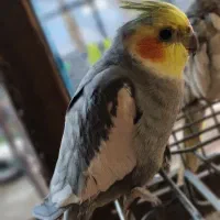 ۳ عدد عروس هلندی