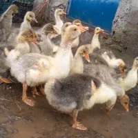 جوجه غاز محلی
