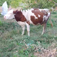 گاو و گوساله|حیوانات مزرعه|ماکو, |دیوار
