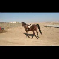 فروش اسب|اسب و تجهیزات اسبسواری|آران و بیدگل, |دیوار