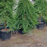 هرس سم پاشی.علفتراشیو کودهی