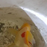 ماهی زیبا خوشگل فقط۱۵۰قرمزشم هست