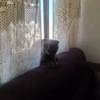 گربه اسکاتیش یک سال معاوضه پی اس|گربه|سیرجان, |دیوار