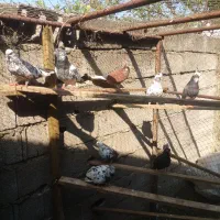 کبوتر های پرشی