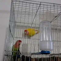 طوطی برزیلی