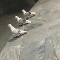 کفتر یا کبوتر