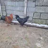 خروس ایام سمانی|حیوانات مزرعه|رویان, |دیوار