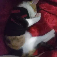 گربه میکس بریتیش با دی اس اچ