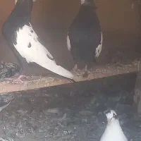 کبوتر رنگی درجه یک، ،کبوترا کوشکک