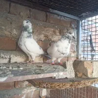 یه جفت نروماده خال سبز|پرنده|ایرانشهر, |دیوار