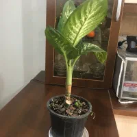 گل دیفن باخیا|گل و گیاه طبیعی|تهران, مسعودیه|دیوار