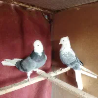 کفتر ابلق|پرنده|قنوات, |دیوار