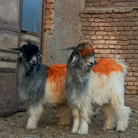 بزغاله تخمی سناتوری اصل