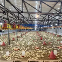 سالندار به همراه خانواده برای مرغداری