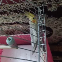 عروس هلندی نر دستی|پرنده|فولادشهر, B7|دیوار