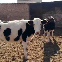 گوساله ماده|حیوانات مزرعه|قزوین, |دیوار