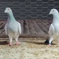 سبز شامی|پرنده|برازجان, |دیوار