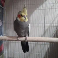 عروس هلندی نر و ماده جفت