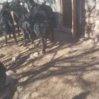 قوچ|حیوانات مزرعه|خورش رستم, |دیوار