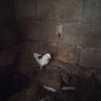 کبوتر|پرنده|اندیکا, |دیوار