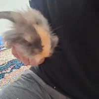 سلام یک عدد بچه خرگوش لوپ بسیار و شیطون