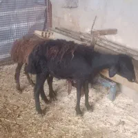 بره ماده افشاری