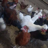 نیمچه مرغ و خروس