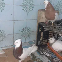 طوقی ۶ دانگ|پرنده|چالوس, |دیوار