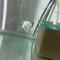 جفت انجل بلوتایگر و جفت کت ال ۵۹ و فایتر